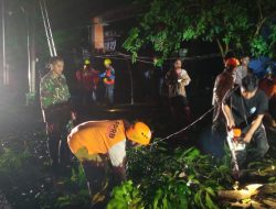 Pohon Roboh Timpa Tiang Listrik, Babinsa Plumbungan Bantu Evakuasi Pohon Roboh Timpa Tiang Listrik, Babinsa Plumbungan Bantu Evakuasi