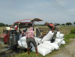 Tak Canggung Pak Babinsa Bantu Angkat Gabah Suwito Tak Canggung Pak Babinsa Bantu Angkat Gabah Suwito