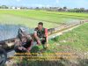 Obrolan Santai Serda Danang Di Tengah Sawah Dengan Sucipto