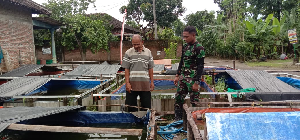 Ditengah kesibukan menjalankan satgas TMMD Sragen, Prajurit satgas belajar kepada sang maestro Budidaya ikan Lele Ditengah kesibukan menjalankan satgas TMMD Sragen, Prajurit satgas belajar kepada sang maestro Budidaya ikan Lele
