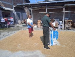 Perkuat Ketahanan Pangan, Serda Triyanto  Bantu Petani Jemur Padi