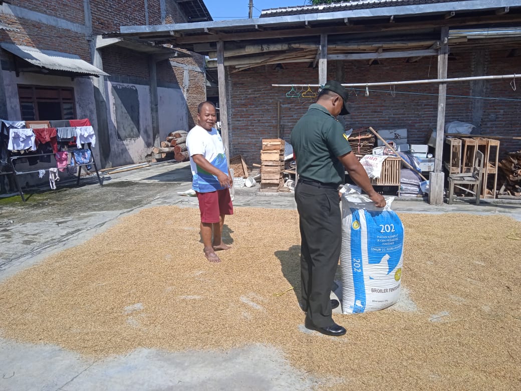 Perkuat Ketahanan Pangan, Serda Triyanto  Bantu Petani Jemur Padi