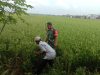 Bersama Petani Babinsa Pantau Perkembangan Tanam Padi