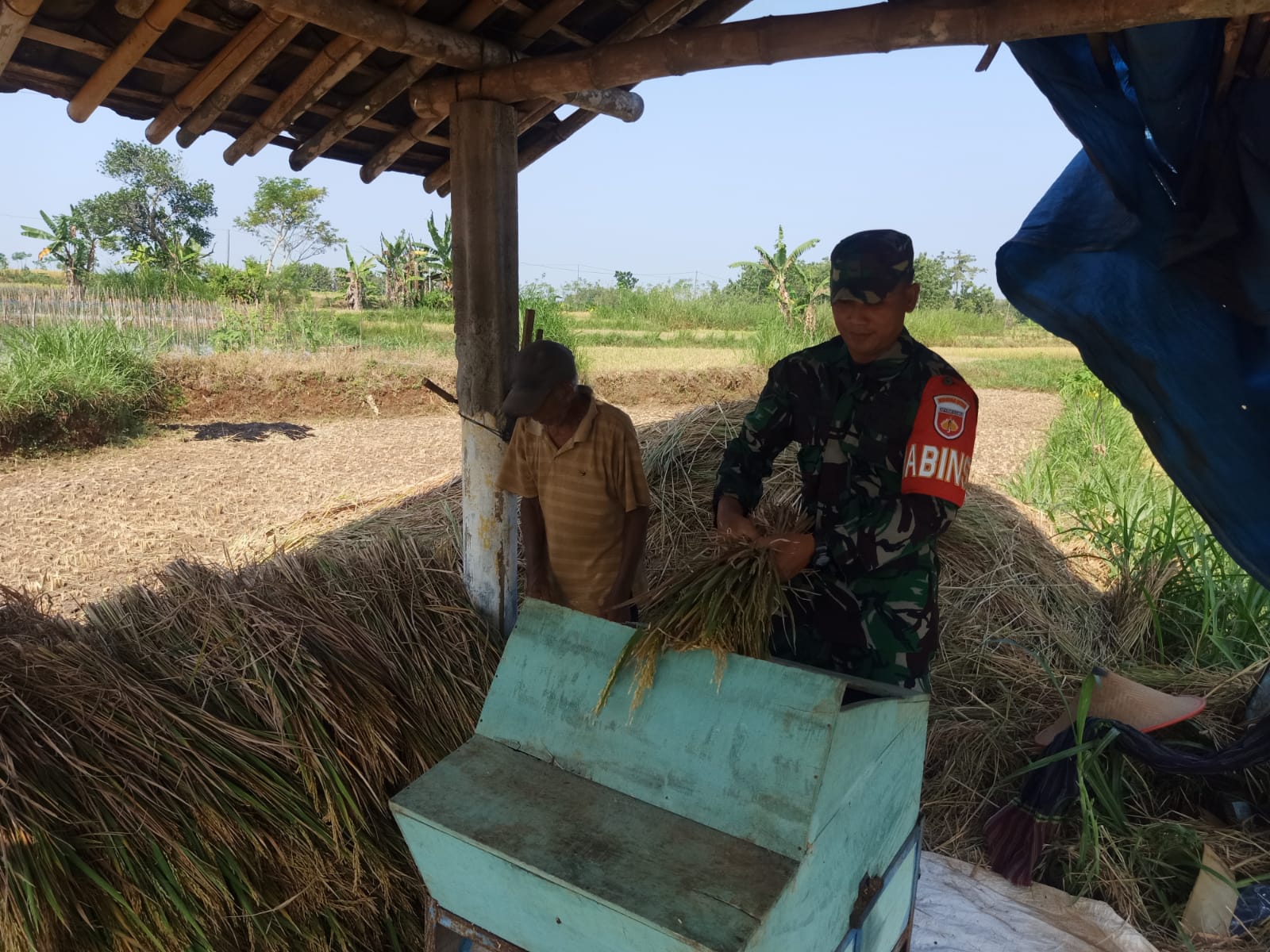 Bantu Petani Panen Padi, Bentuk Dukungan Babinsa Sukseskan Swasembada Pangan