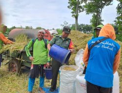 Puasa Tidak Menyurutkan Niat Babinsa Bantu Petani Panen Padi