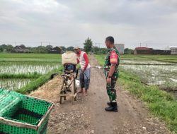 Kendalikan Hama Ulat, Babinsa Dampingi Penyemprotan Tanaman Padi   Hama ulat dianggap hama yang berbahaya karena dapat mengakibatkan menurunnya produksi padi sekaligus menurunkan kualitas gabah. Untuk itu Serma Surasno Babinsa Desa Pilangsari Koramil 07/Ngrampal Kodim 0725/Sragen melaksanakan pendampingan penyemprotan hama di persawahan milik Bp. Joko Purnomo Dk. Tawengan Rt 23 Ds. Pilangsari Kec. Ngrampal,Kamis ( 14/03/2024 ) Menurut Surasno, Penyemprot insektisida pada tanaman padi ini sebagai upaya mengantisipasi datangnya hama yang lain lagi sehingga para petani tidak mengalami gagal panen.  “Agar terlindungi dari hama, sehingga dapat tumbuh dengan baik. Dengan begitu akan menghasilkan panen yang sesuai dengan harapan para petani,” kata Rasno sapaan akrabnya. Rasno menambahkan, Penyemprotan pada tanaman padi harus dilakukan dengan tepat dan benar agar hasil produksi bisa maksimal. Dosis menyemprot tanaman padi juga harus sesuai dengan arahan dari PPL setempat. Pestisida yang digunakan harus sesuai dosis penyemprotan yang tepat karena memiliki peran yang sangat penting dalam keberhasilan padi disaat panen nantinya “Adapun waktu yang tepat melakukan penyemprotan tanaman padi adalah pada mulut daun terbuka yaitu pagi hari hingga jam 09.00 dan sore hari mulai dari jam 15.30 hingga jam 17.00, tutupnya. Sementara itu, Joko mengucapkan terima kasih kepada Babinsa yang selalu hadir di kampung tersebut, untuk memberikan motivasi kepada petani khususnya petani padi.  “Semoga apa yang kami upayakan selama ini, ditambah adanya dukungan dari bapak Babinsa, saat panen nanti hasilnya bisa memuaskan,” harapnya.