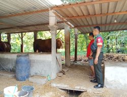 Komsos dengan Peternak Sapi, Babinsa Berharap Peternakan di Wilayah Bisa Berkembang