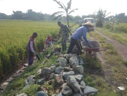 Dukung Petani, Babinsa Bantu Bangun Talud Jalan Pertanian