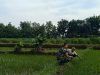 Bersama Petani Serda Nur  Pantau Perkembangan Tanam Padi