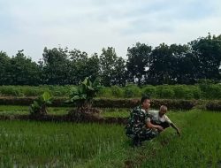 Bersama Petani Serda Nur  Pantau Perkembangan Tanam Padi