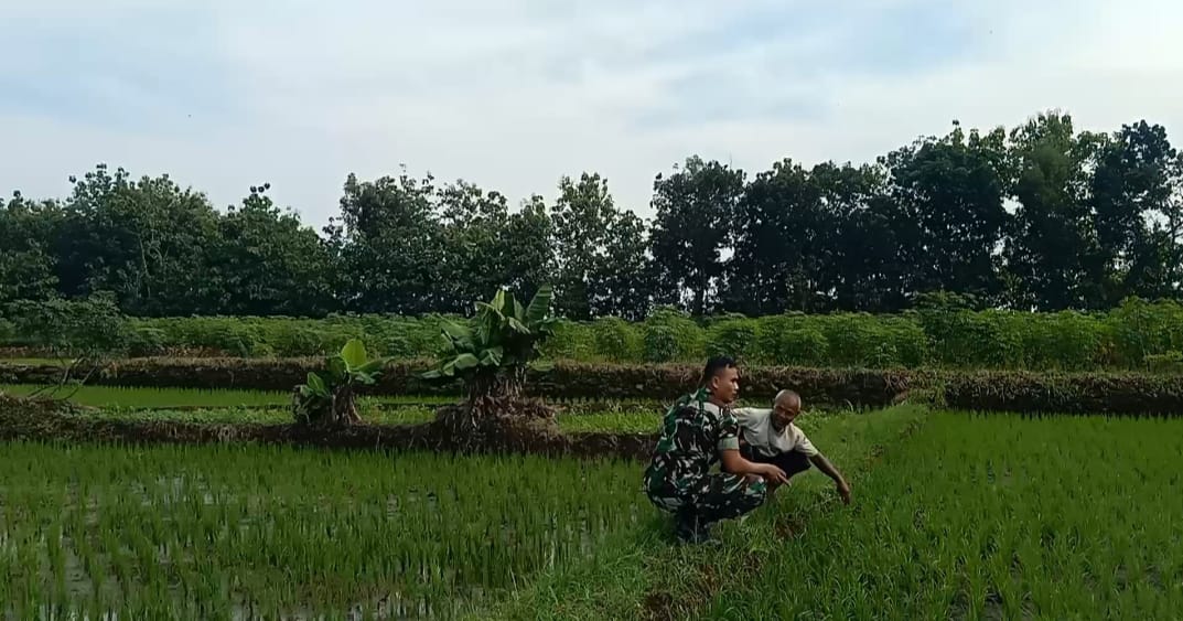 Bersama Petani Serda Nur  Pantau Perkembangan Tanam Padi