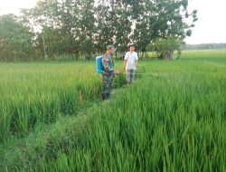 Antisipasi Hama Penyakit, Babinsa Bantu Petani Semprot Tanaman Padi
