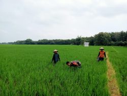 Babinsa Turun ke Sawah Bantu Petani Bersihkan Gulma