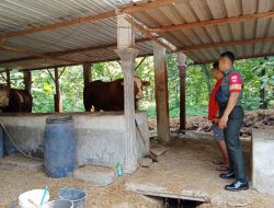 Kunjungi Wilayah, Babinsa Berikan Motivasi Kepada Peternak Sapi