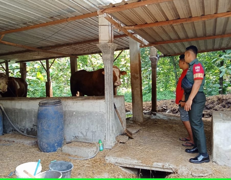 Kunjungi Wilayah, Babinsa Berikan Motivasi Kepada Peternak Sapi