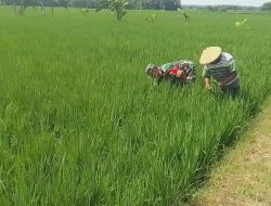 Upsus, Babinsa Dampingi Petani Penyiangan Tanaman Padi