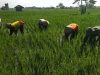 Ringankan Beban Petani, Babinsa Bantu Cabut Rumput Liar di Sawah