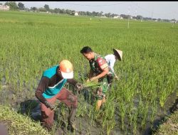 Kendalikan Gulma, Babinsa Bantu Penyiangan Petani Padi