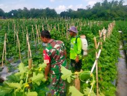 Peduli Dengan Petani Holtikultura, Babinsa  Motivasi  Petani Melon