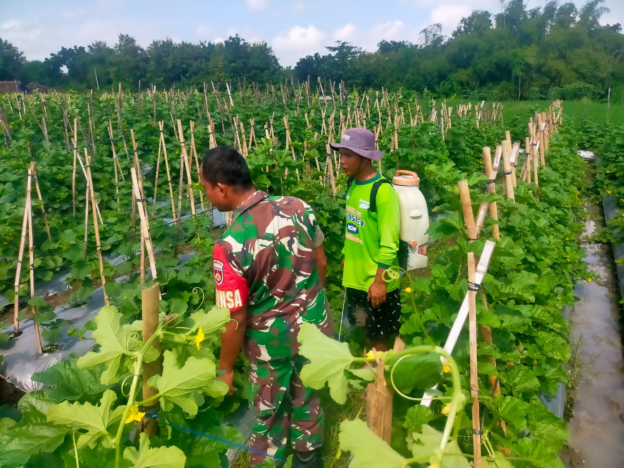 Peduli Dengan Petani Holtikultura, Babinsa  Motivasi  Petani Melon