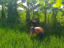 Dukung Hanpangan Babinsa Bantu Bersihkan Gulma Milik Petani