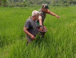Tingkatkan Hasil Produksi, Babinsa Bantu Pemupukan Padi