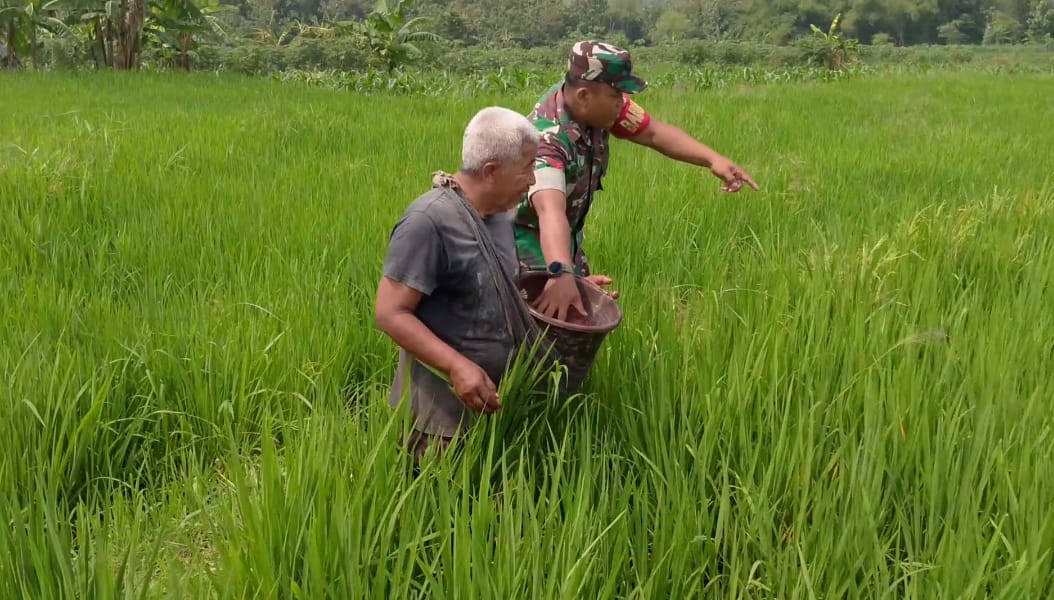 Tingkatkan Hasil Produksi, Babinsa Bantu Pemupukan Padi
