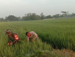 Hindari Kerugian, Babinsa Bersama Petani Bersihkan Gulma Pada Tanaman Padi