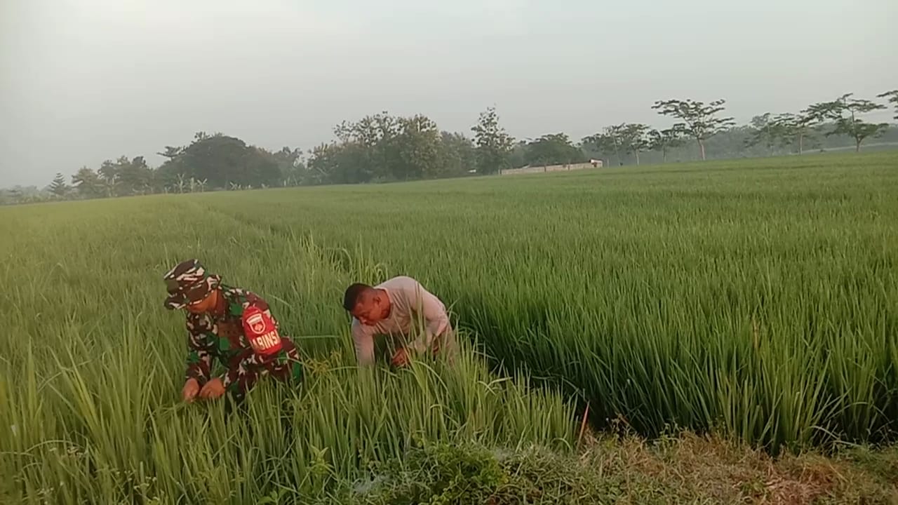 Hindari Kerugian, Babinsa Bersama Petani Bersihkan Gulma Pada Tanaman Padi