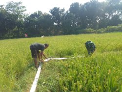 Maksimalkan Hasil Panen, Babinsa Bantu Petani Mengairi Tanaman Padi