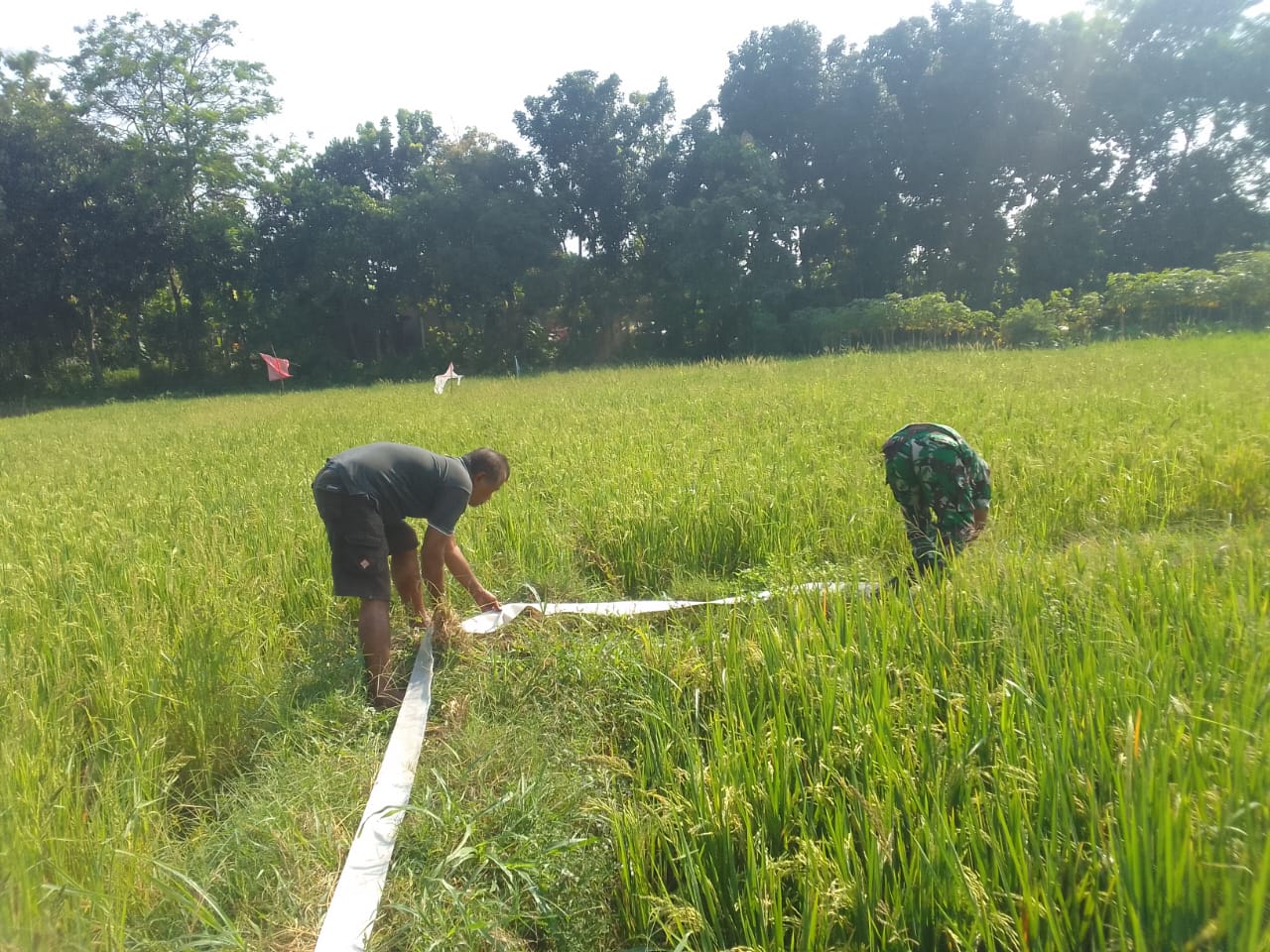 Maksimalkan Hasil Panen, Babinsa Bantu Petani Mengairi Tanaman Padi
