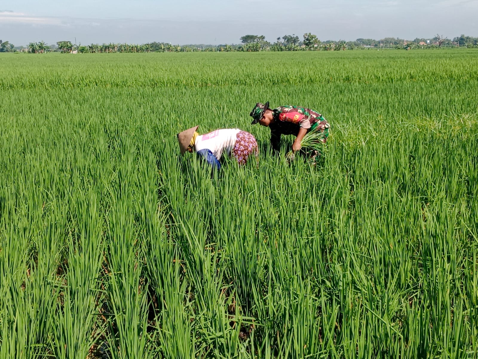 Jaga Kesuburan Tanaman Padi Babinsa Bantu Petani Cabuti Rumput Di Sawah Ngadiyem