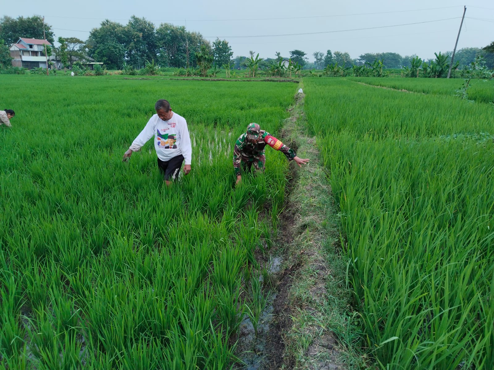 Pendampingan Babinsa, Bantu Petani Merawat Tanaman Padi