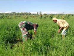 Semakin Dicintai Rakyat, Babinsa Bantu Petani Penyiangan Rumput