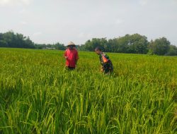 Cegah Hama Meluas, Babinsa Dampingi Petani Bersihkan Gulma