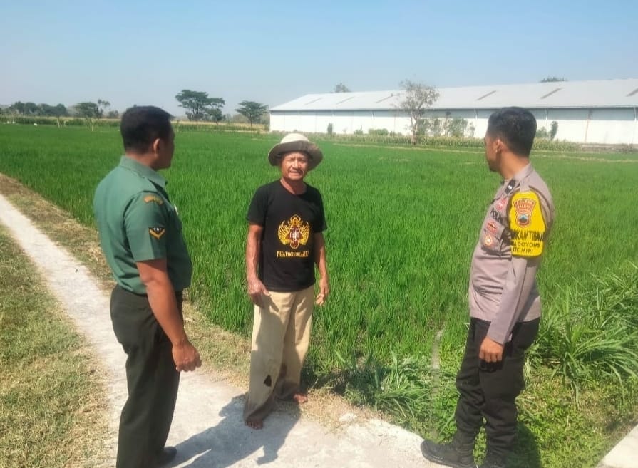 Babinsa Temui Petani Padi, Ini Motivasi Yang Diberikan