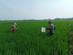 Dukung Program Pertanian di Wilayah, Babinsa Bantu Pemupukan