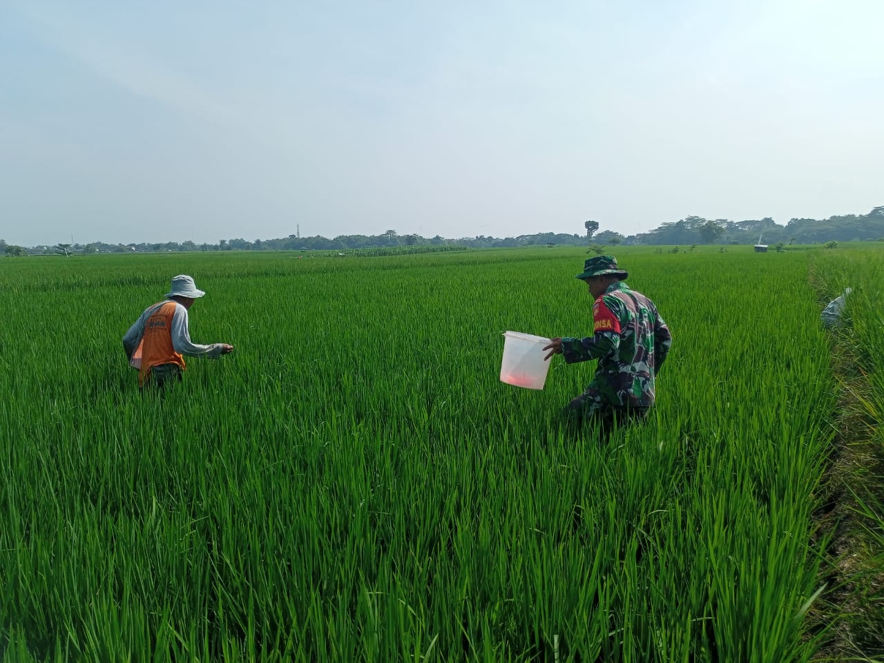 Dukung Program Pertanian di Wilayah, Babinsa Bantu Pemupukan