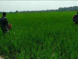 Tingkatkan Hasil Produksi, Babinsa Bantu Pemupukan Padi