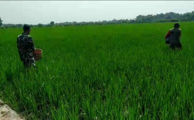 Tingkatkan Hasil Produksi, Babinsa Bantu Pemupukan Padi