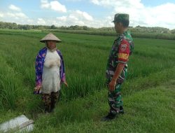 Ingin Mengetahui Keluhan, Babinsa Temui Petani