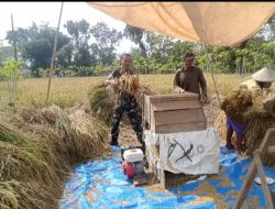 Peran Sumanto dalam Membantu Panen Padi