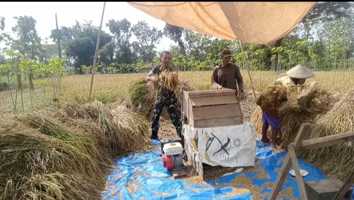 Peran Sumanto dalam Membantu Panen Padi
