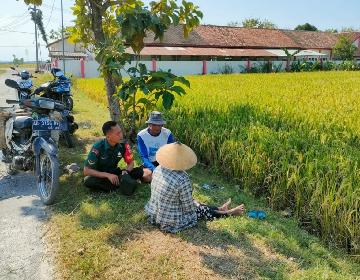 Mendukung Pertanian Lokal Babinsa Tukar Pikiran dengan Petani di Pinggir Sawah