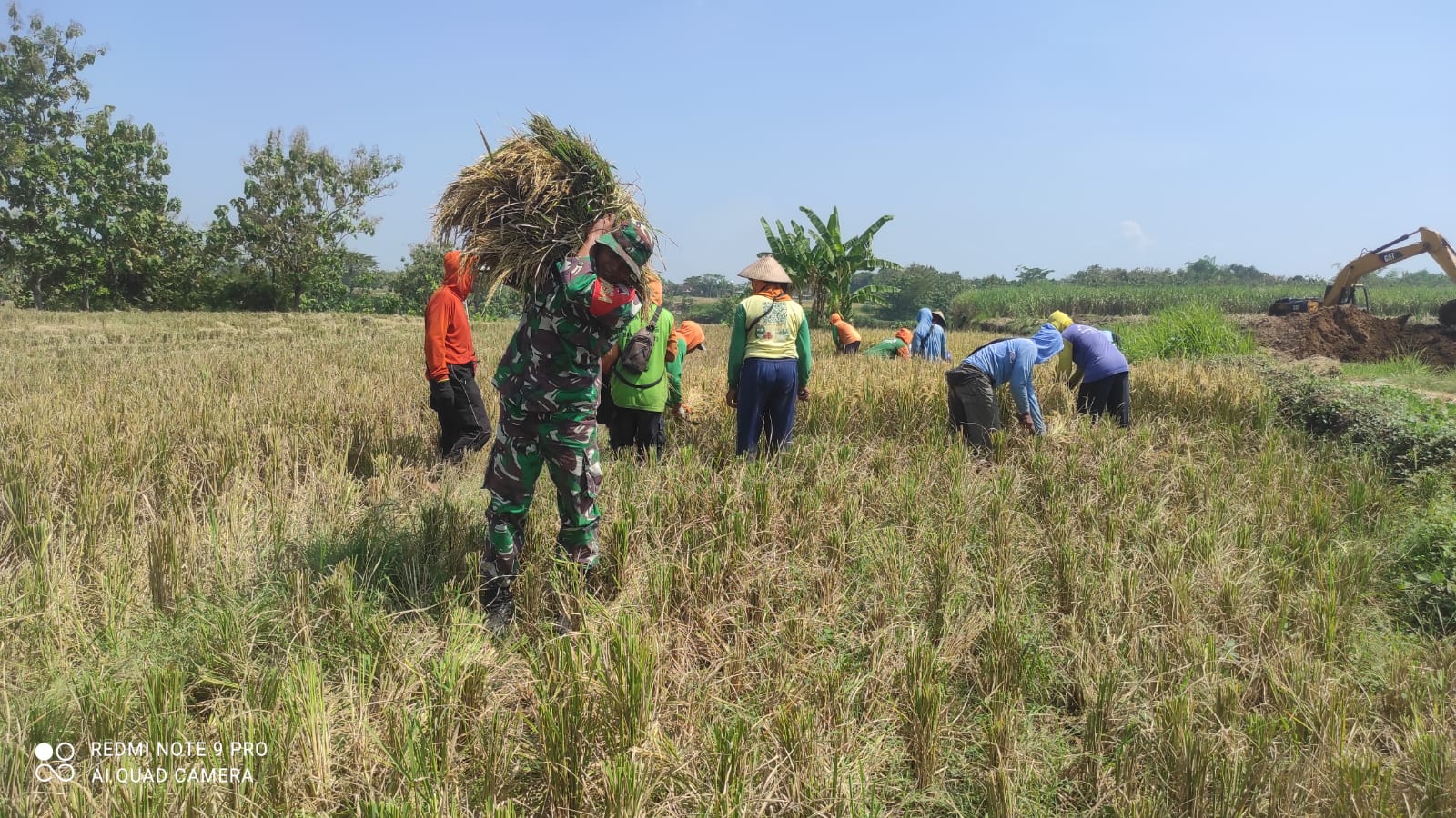 Keterlibatan Babinsa Kaliwedi Bantu Panen Padi