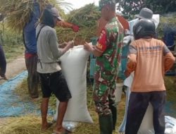 Mendukung Keberhasilan Pertanian Babinsa Bantu Panen Padi