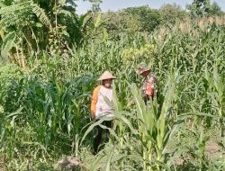 Babinsa Pantau Pertumbuhan Tanaman Jagung di Wilayahnya