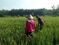 Peran Babinsa dalam Mendukung Ketahanan Pangan dan Pertanian