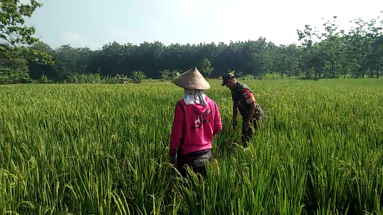 Peran Babinsa dalam Mendukung Ketahanan Pangan dan Pertanian