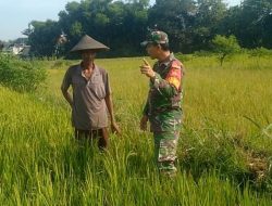 Memantau Tanaman Padi Jelang Panen sebagai Tugas Babinsa